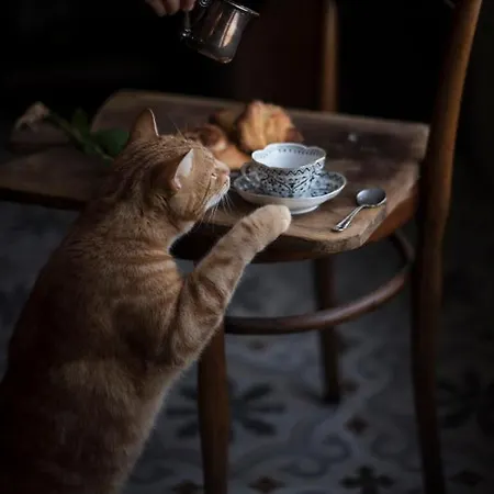 Le Molina 3* Massa e Cozzile